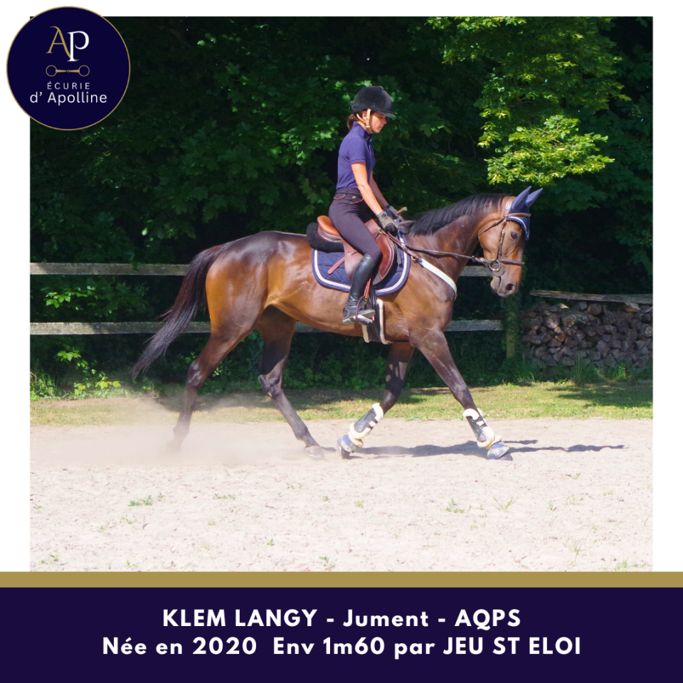 Yegua AQPS En venta 2020 Bayo por Jeu St Eloi