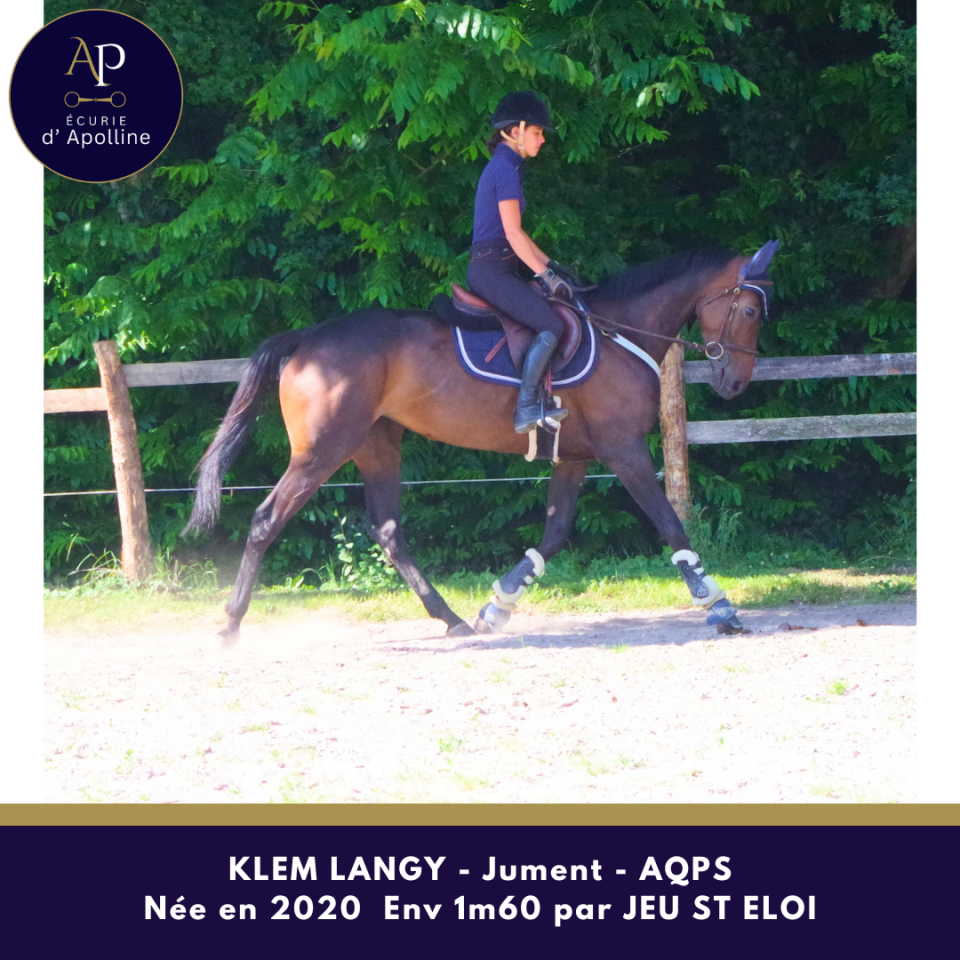 Yegua AQPS En venta 2020 Bayo por Jeu St Eloi