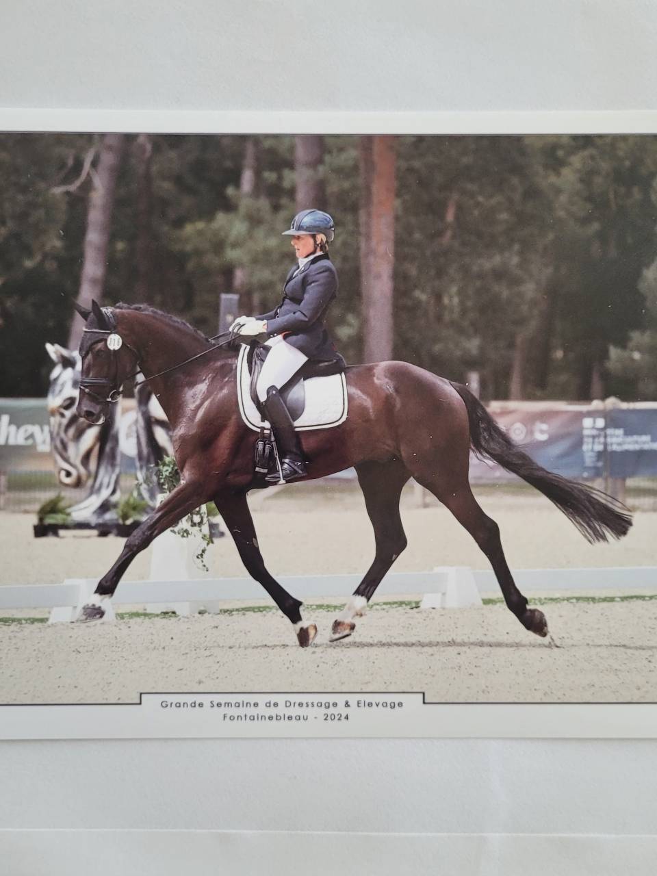 Caballo castrado KWPN Caballo de Deporte Neerlandés En venta 2018 Negro por don juan de hus