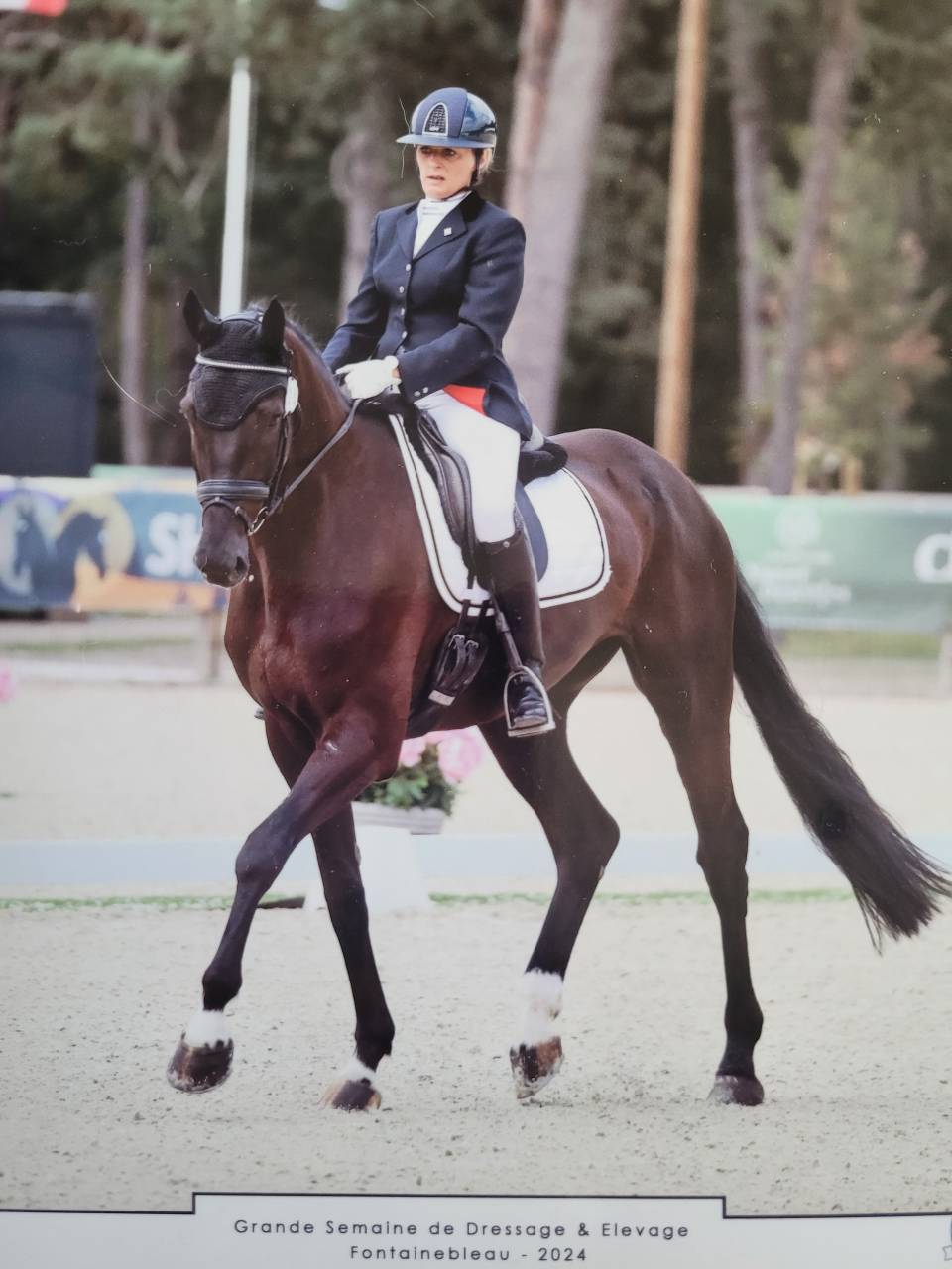 Caballo castrado KWPN Caballo de Deporte Neerlandés En venta 2018 Negro por don juan de hus