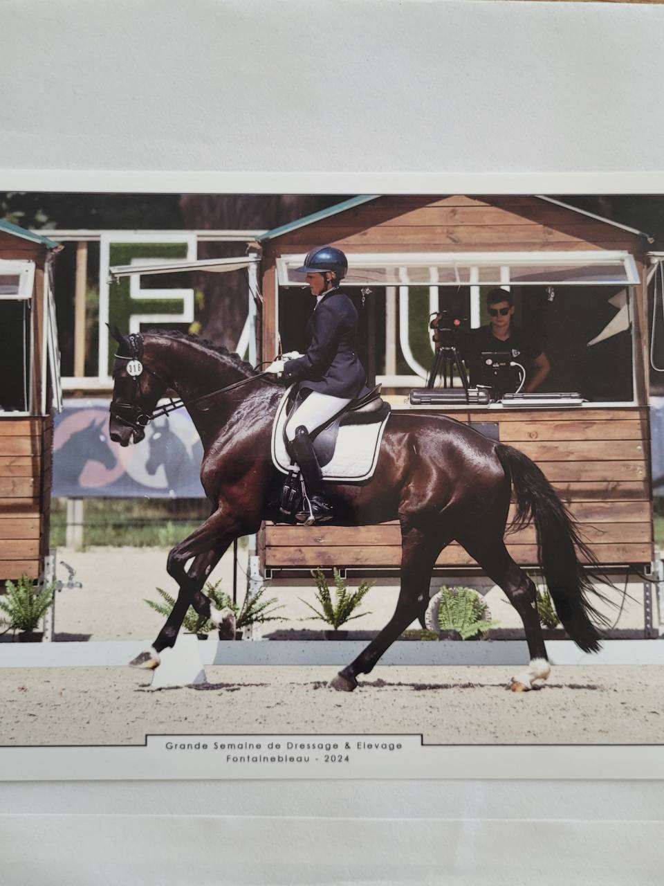 Caballo castrado KWPN Caballo de Deporte Neerlandés En venta 2018 Negro por don juan de hus