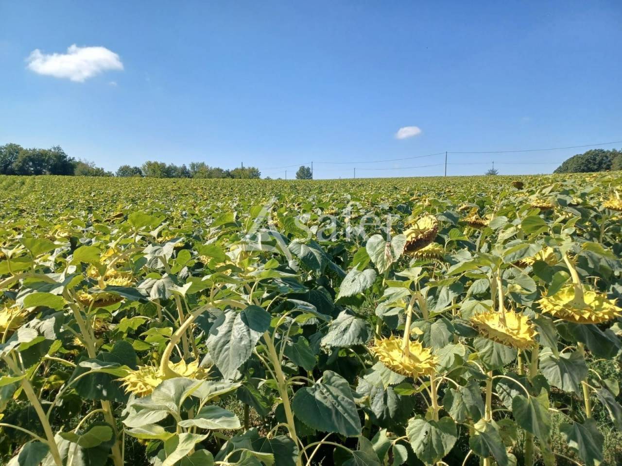 Explotaci&oacute;n agr&iacute;cola En venta Lot y Garona