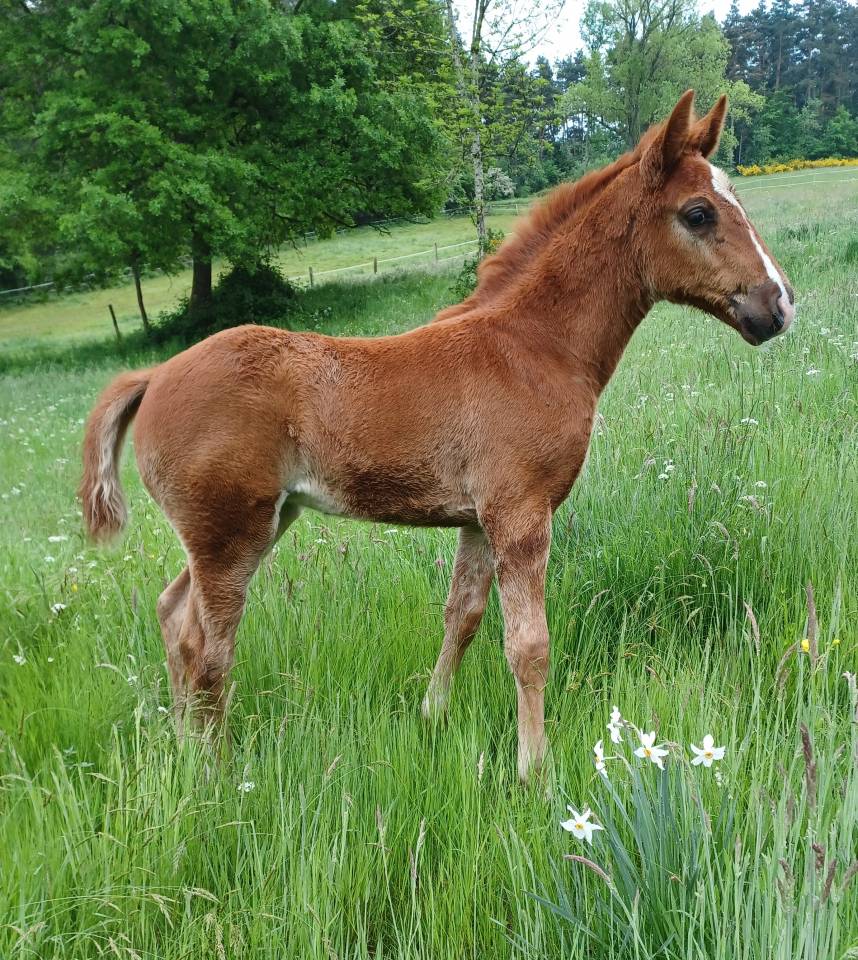 Potranca Silla Francés En venta 2025 Alazán