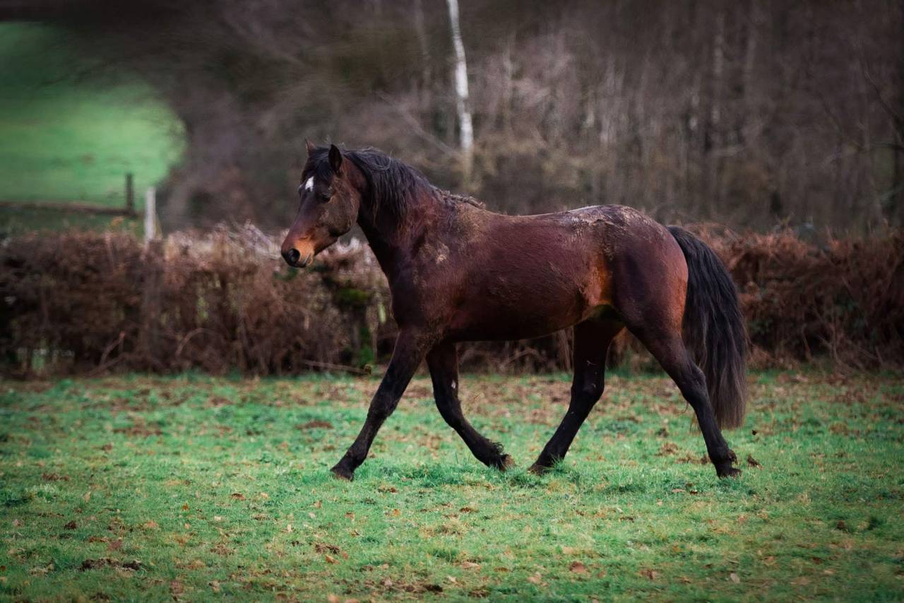 JUST BRIGHT DE RHONON - Connemara 2019 por CRACKER BOY MELODY
