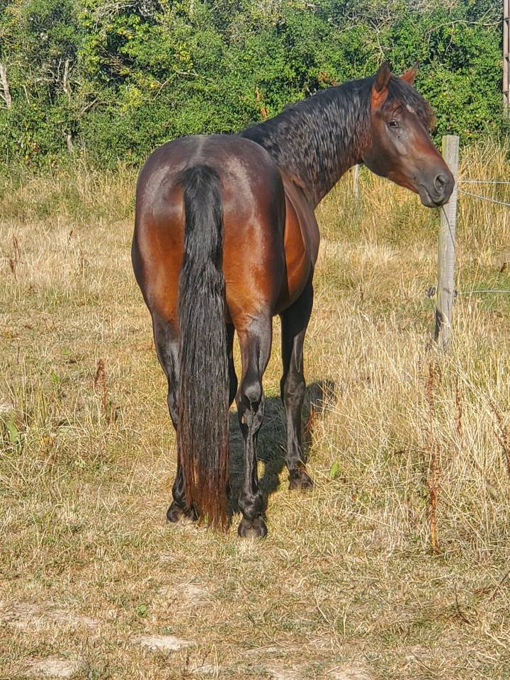 JUST BRIGHT DE RHONON - Connemara 2019 por CRACKER BOY MELODY