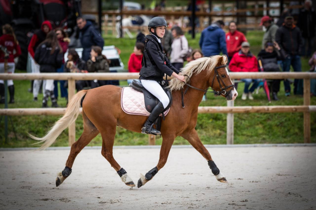 GOLBURY DES BERTAINES - Welsh Poni (Sección B) 2016 por VINCE DIWAN