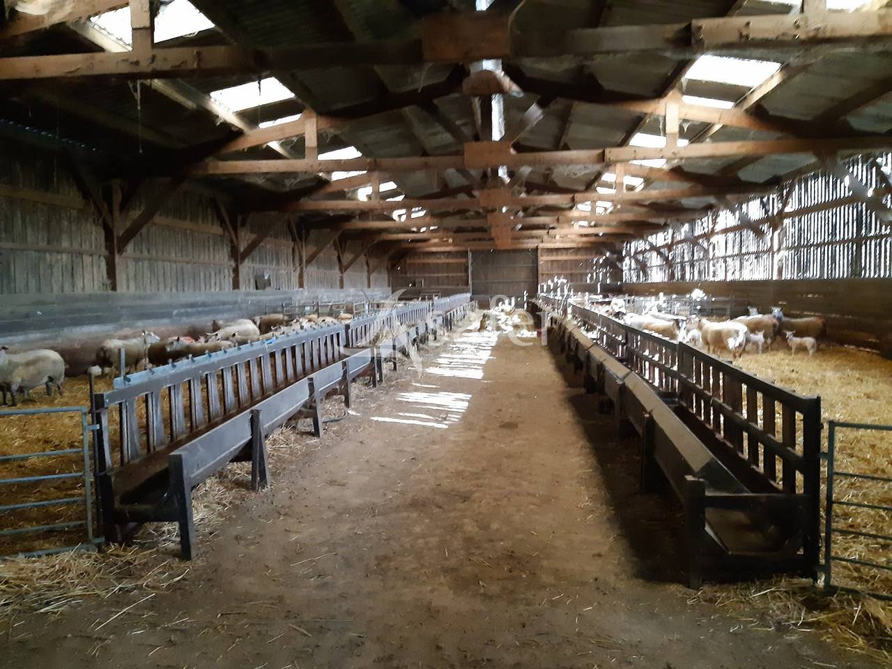 Explotación ovina En venta Vienne