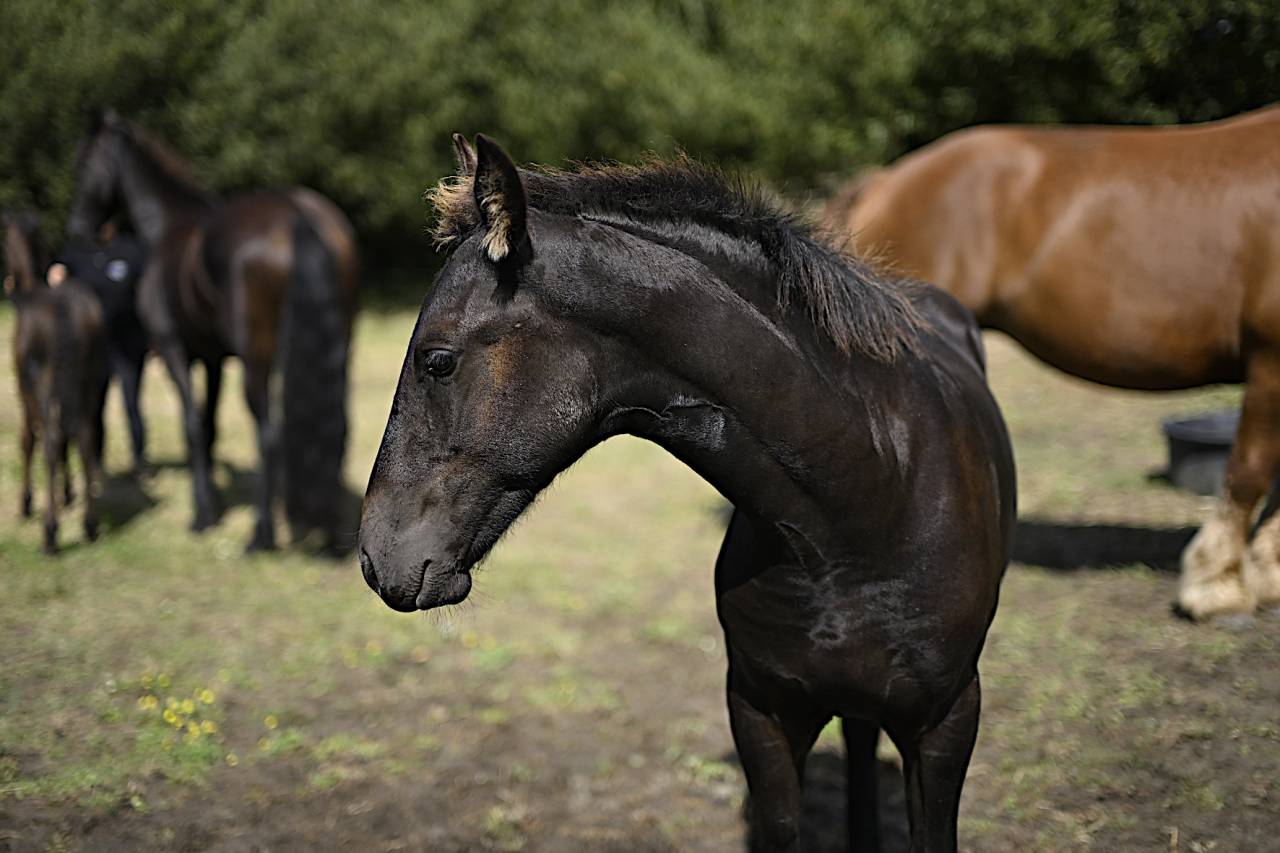 Potro Frisón En venta 2025 Negro por Maurus 441,Stb sport