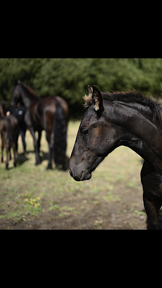 Potro Frisón En venta 2025 Negro por Maurus 441,Stb sport