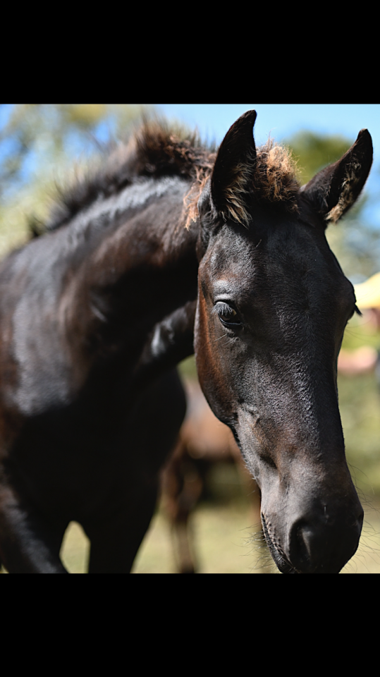 Potro Frisón En venta 2025 Negro por Maurus 441,Stb sport