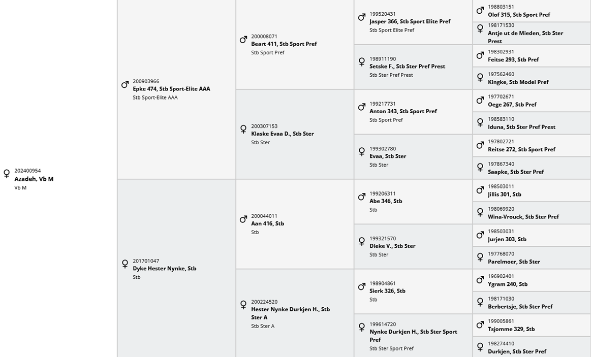 Potranca Frisón En venta 2024 Negro por Epke 474, Sport Elite AAA