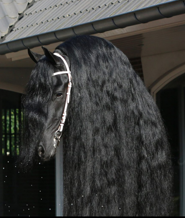 Potranca Frisón En venta 2024 Negro por Epke 474, Sport Elite AAA