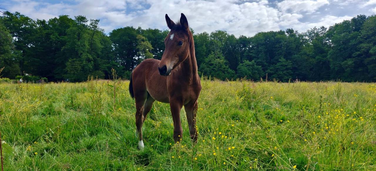 Potro Silla Francés En venta 2025 Bayo por Consul dl vie 