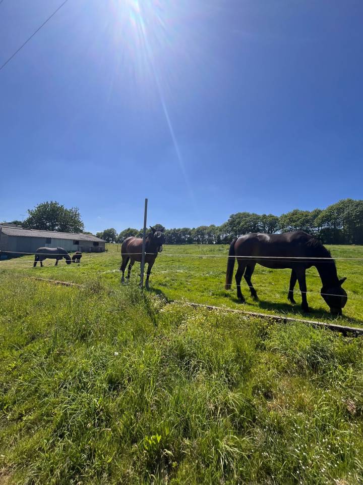 Propiedad ecuestre En venta Ile y Vilaine