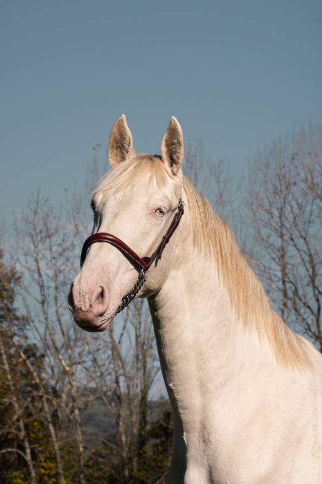 Caballo entero PRE Pura Raza Española En venta 2023 Perlino por ODIN ONIX