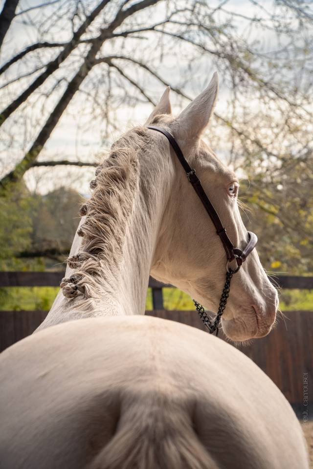 Caballo entero PRE Pura Raza Española En venta 2023 Perlino por ODIN ONIX