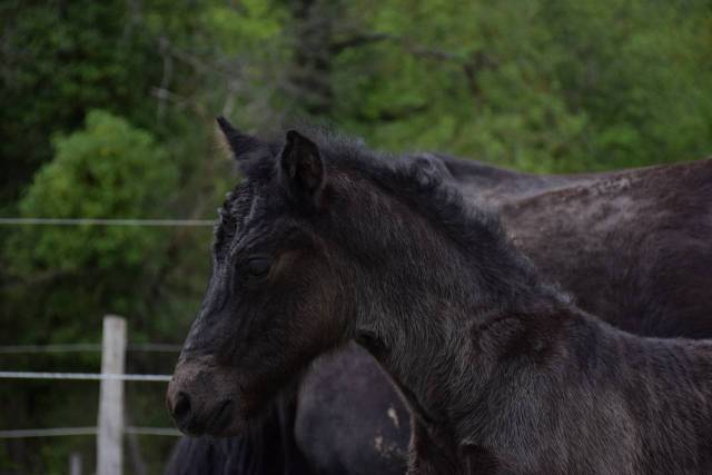 Yegua Mérens En venta 2024 Negro
