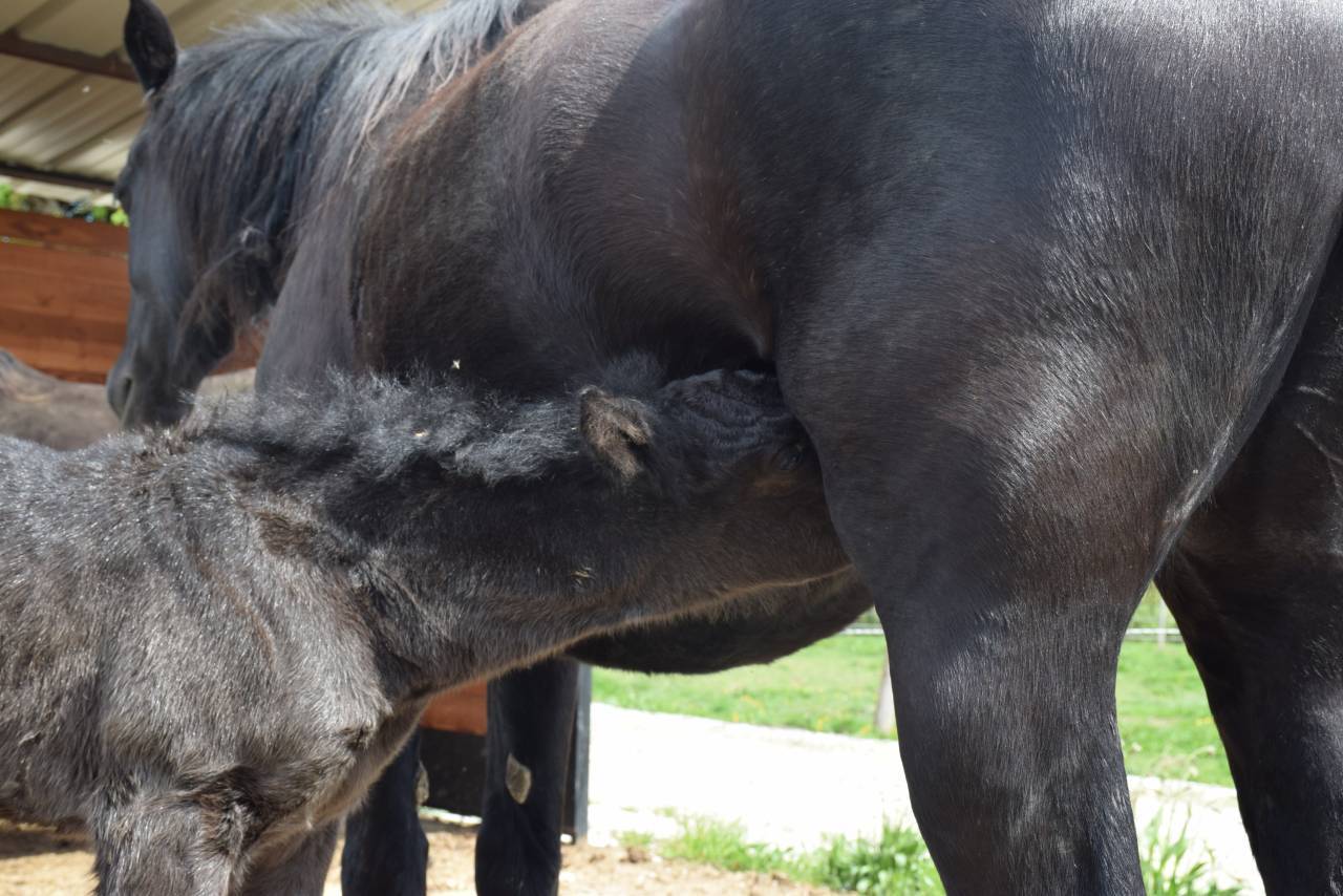 Yegua Mérens En venta 2024 Negro