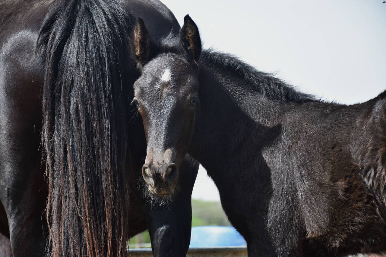 Yegua Mérens En venta 2024 Negro