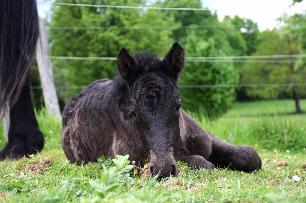Yegua Mérens En venta 2024 Negro
