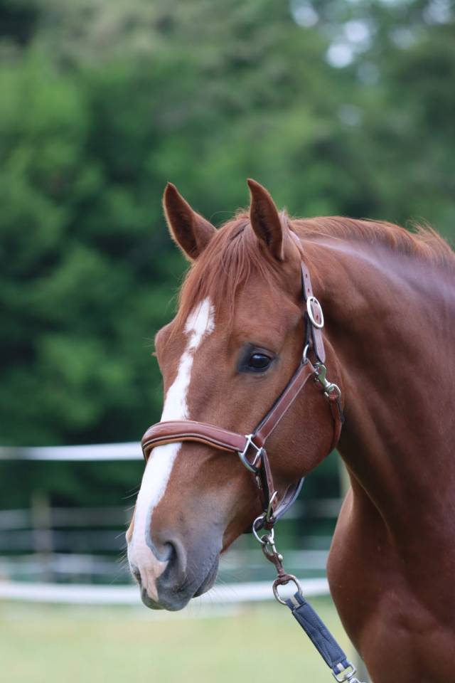 Caballo castrado Silla Francés En venta 2022 Alazán por UNTOUCHABLE