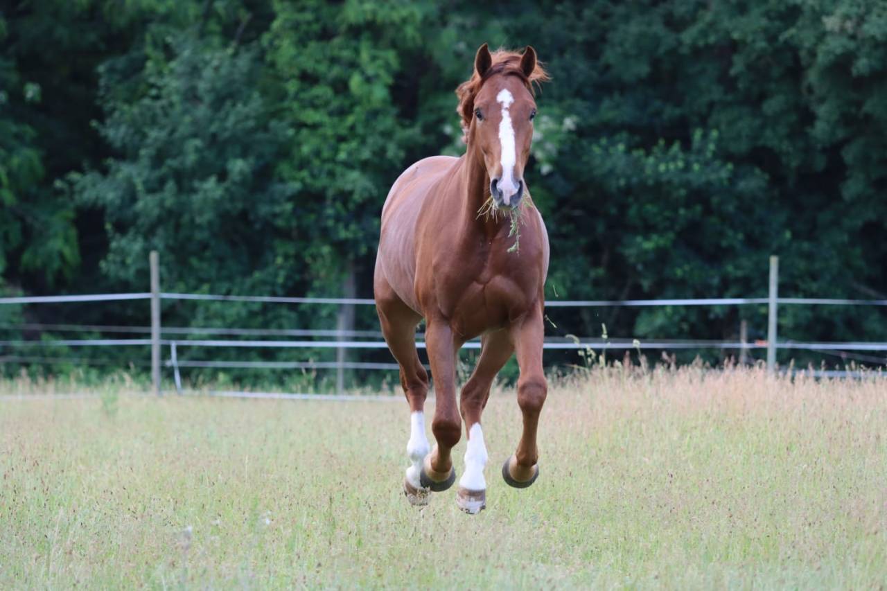 Caballo castrado Silla Francés En venta 2022 Alazán por UNTOUCHABLE