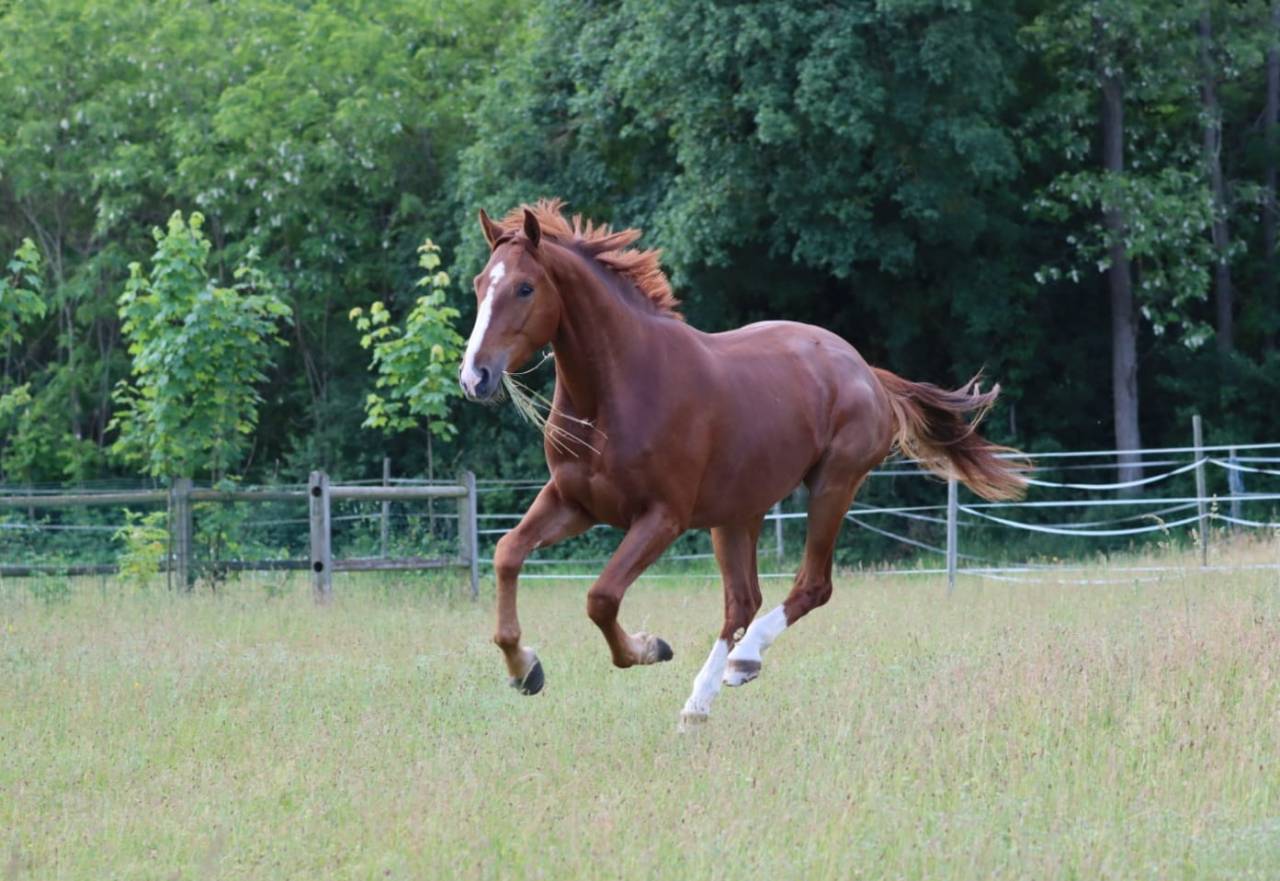 Caballo castrado Silla Francés En venta 2022 Alazán por UNTOUCHABLE