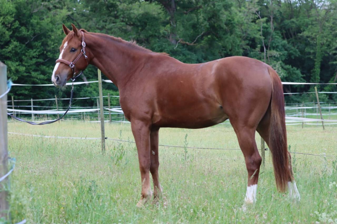 Caballo castrado Silla Francés En venta 2022 Alazán por UNTOUCHABLE