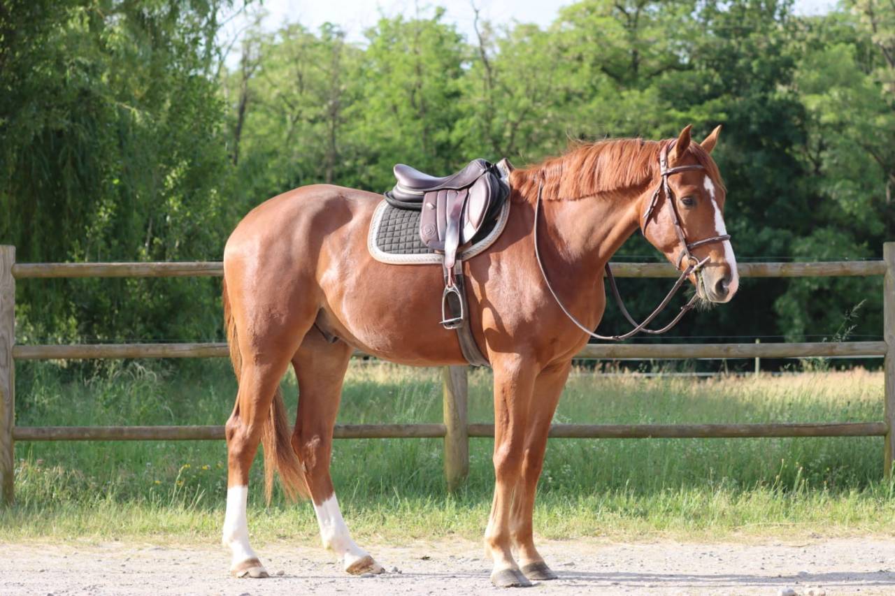 Caballo castrado Silla Francés En venta 2022 Alazán por UNTOUCHABLE