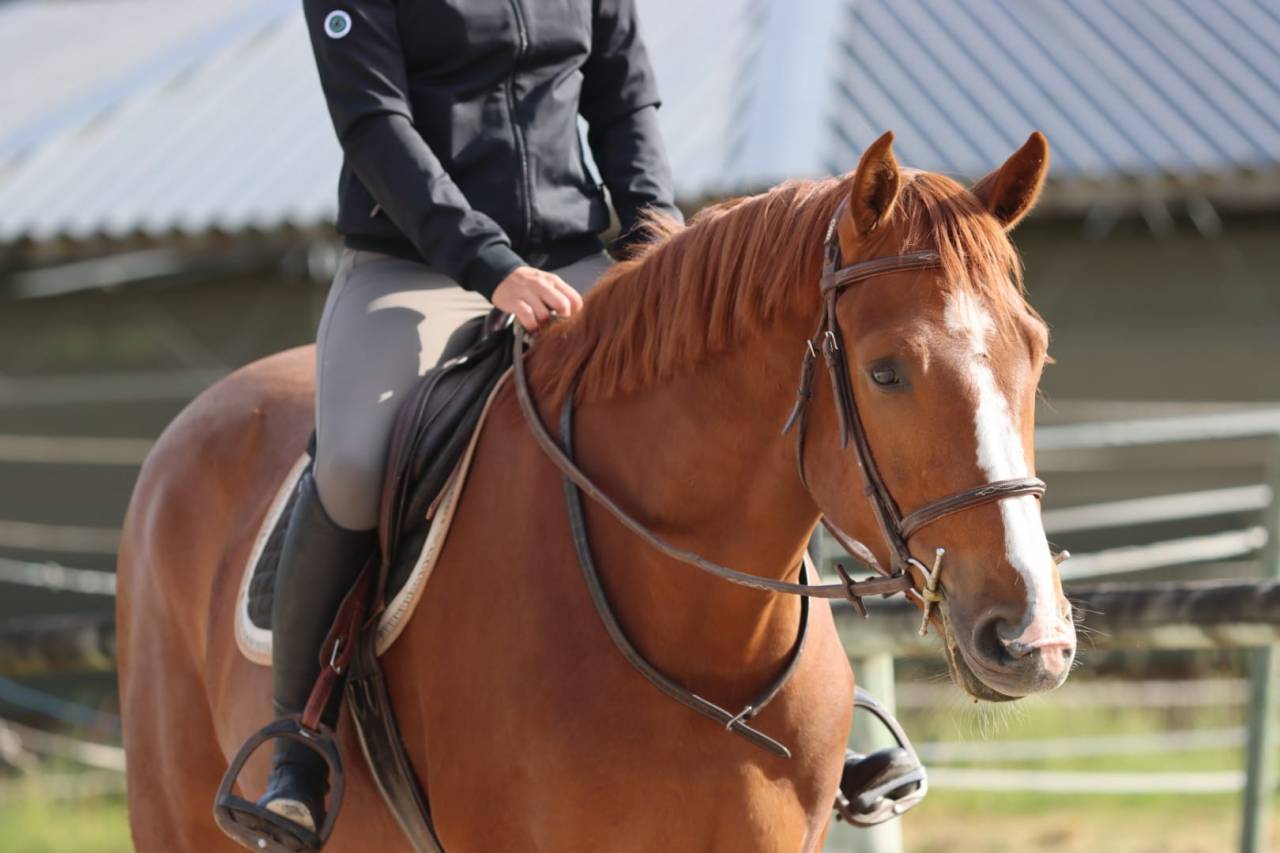 Caballo castrado Silla Francés En venta 2022 Alazán por UNTOUCHABLE