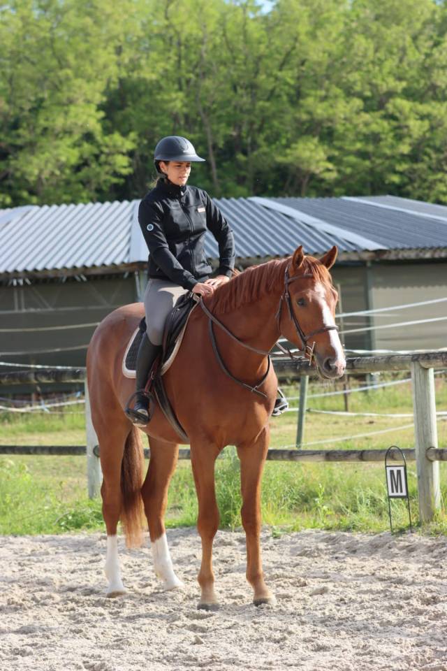 Caballo castrado Silla Francés En venta 2022 Alazán por UNTOUCHABLE