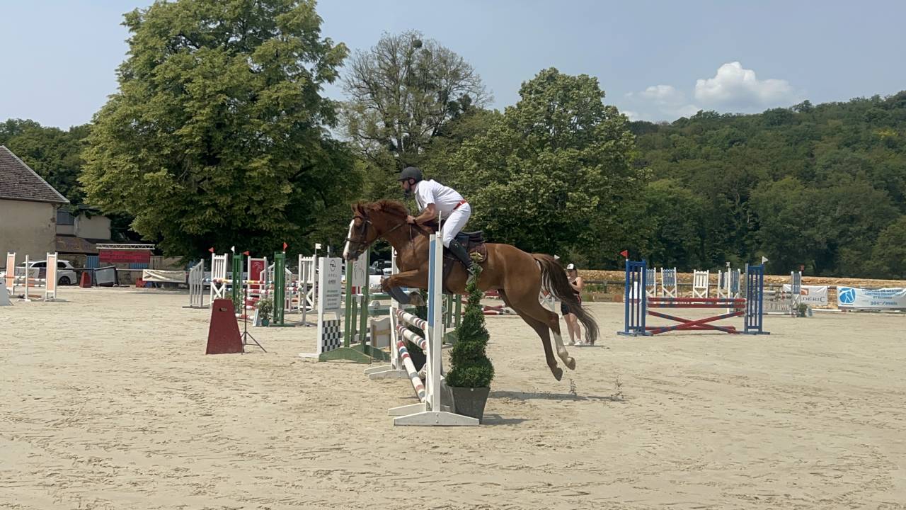 Yegua Origine Constatée En venta 2018 Alazán por baladin de Flobecq