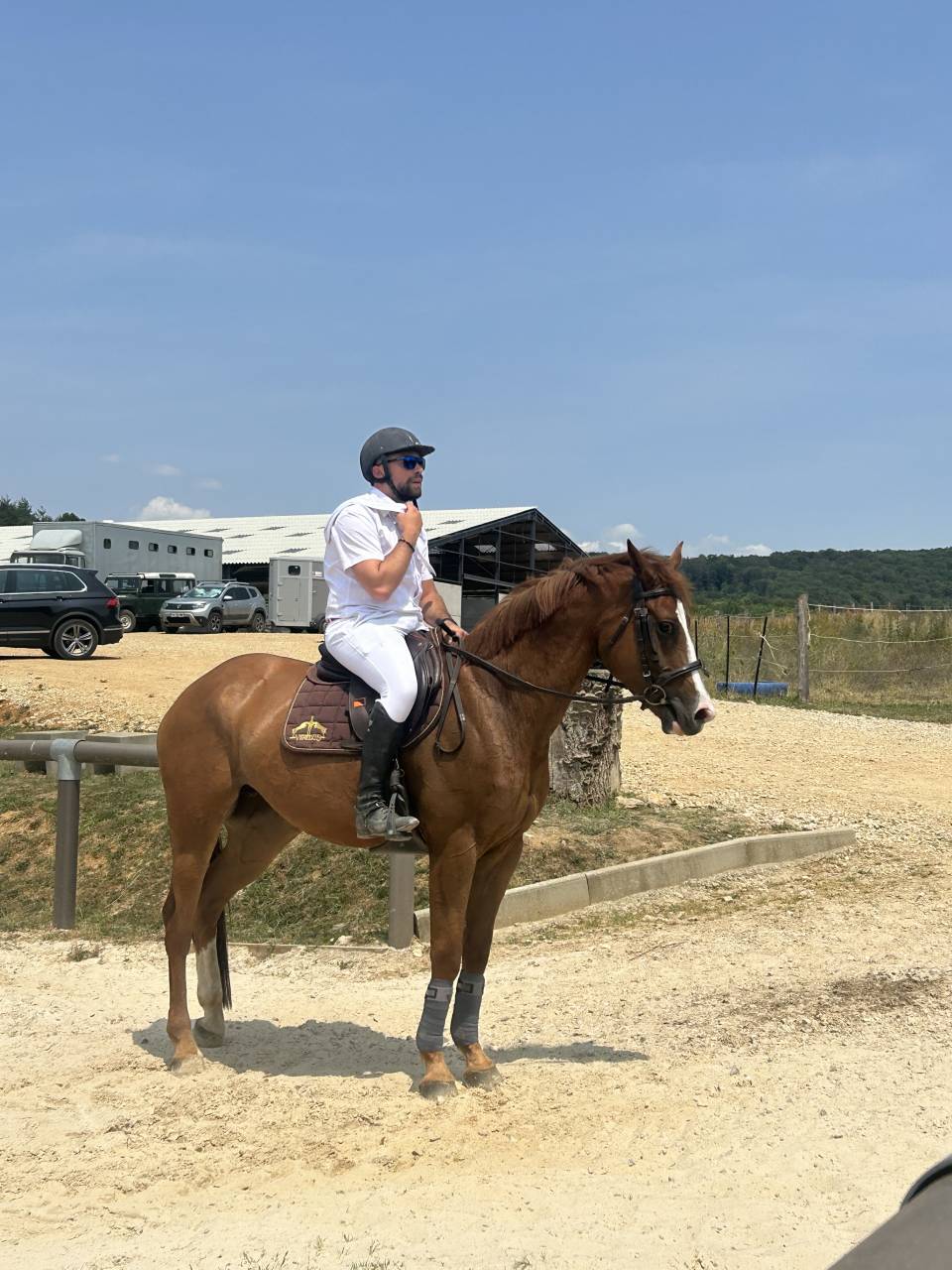 Yegua Origine Constatée En venta 2018 Alazán por baladin de Flobecq