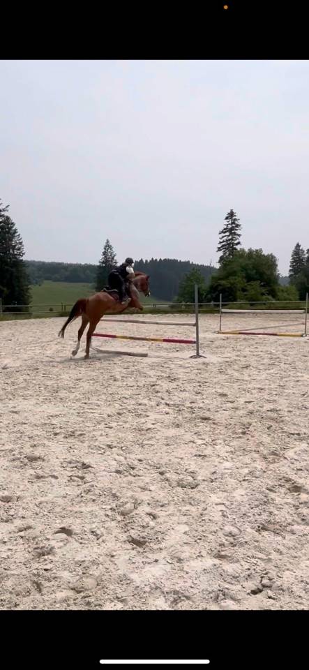 Yegua Origine Constatée En venta 2018 Alazán por baladin de Flobecq