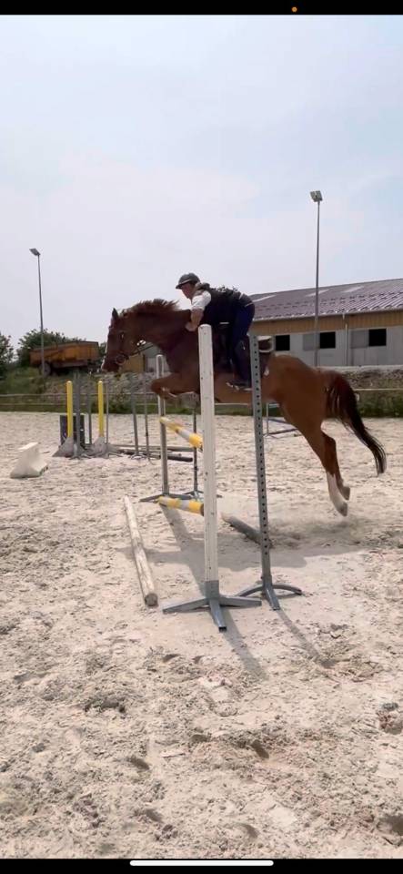 Yegua Origine Constatée En venta 2018 Alazán por baladin de Flobecq