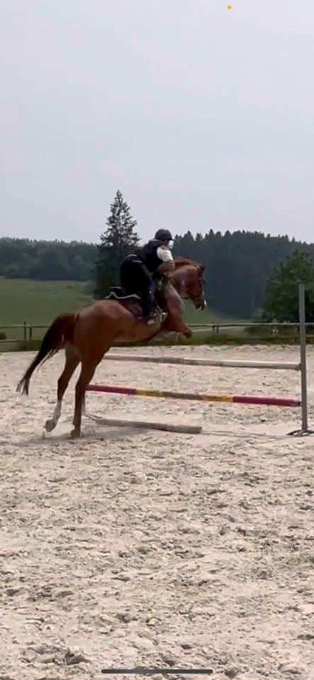 Yegua Origine Constatée En venta 2018 Alazán por baladin de Flobecq