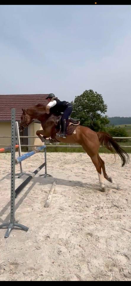 Yegua Origine Constatée En venta 2018 Alazán por baladin de Flobecq