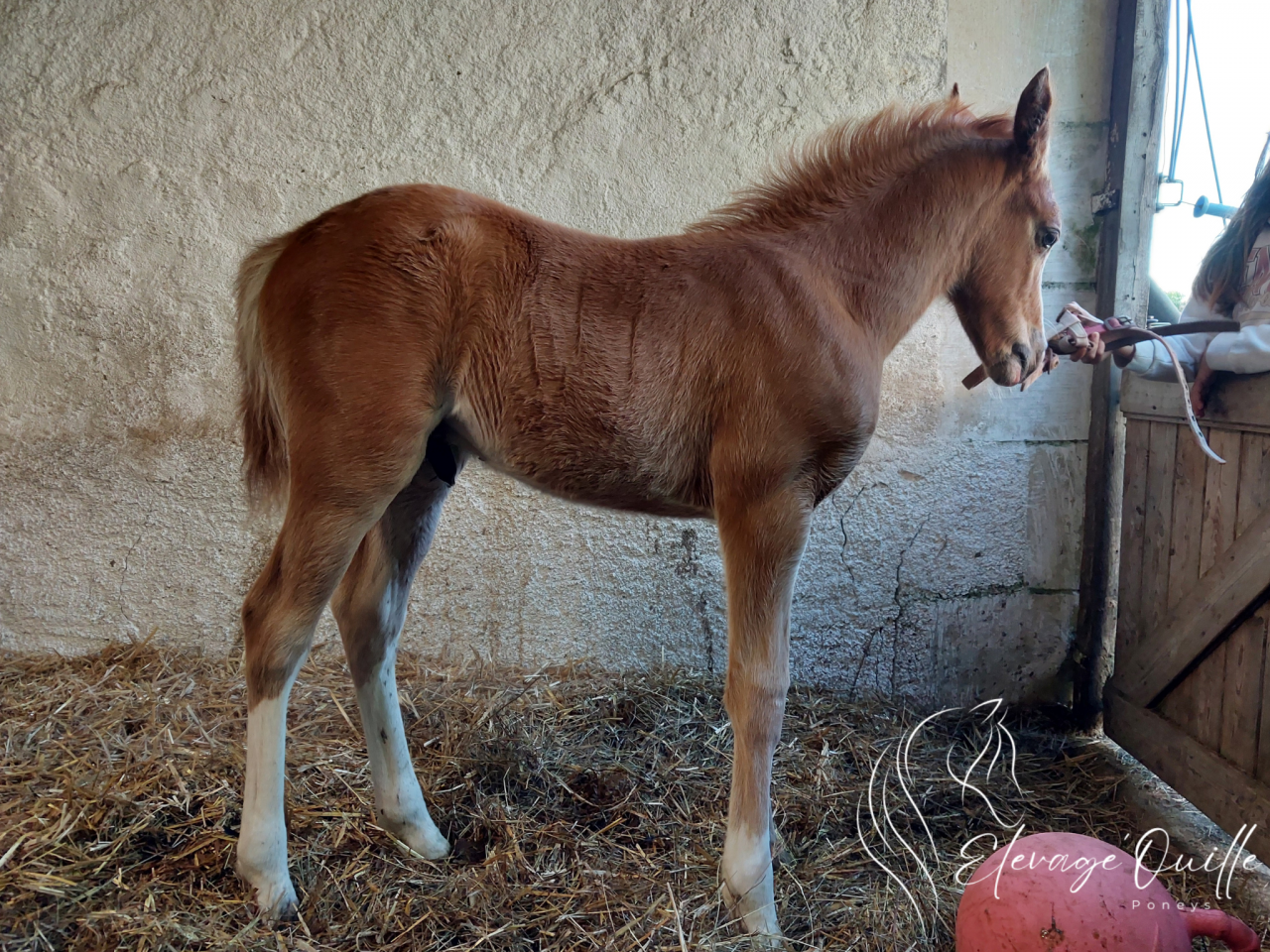 Caballo castrado Welsh Part Bred En venta 2025 Alazán por JANPETE TOUCH OF CLASS