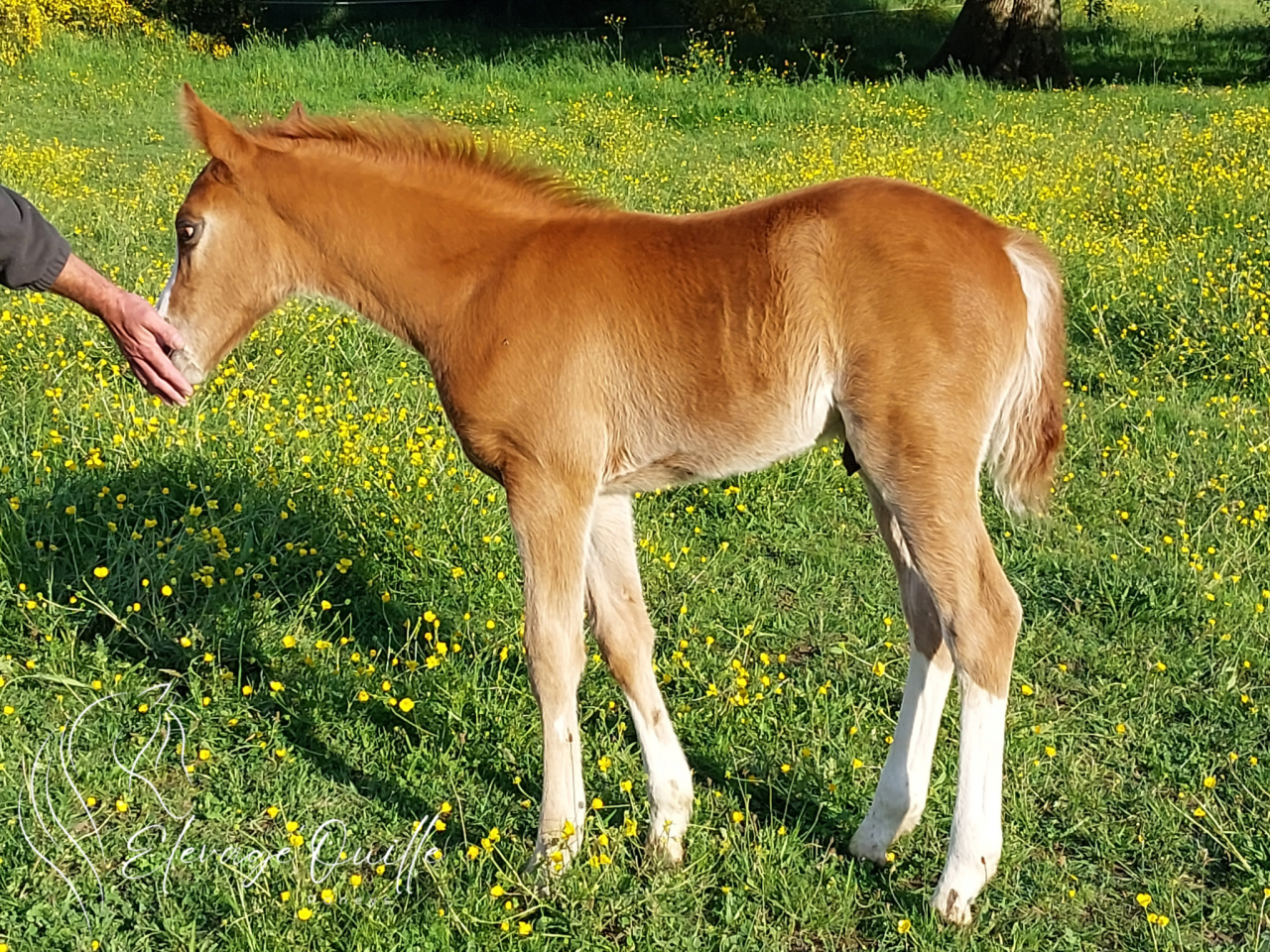 Caballo castrado Welsh Part Bred En venta 2025 Alazán por JANPETE TOUCH OF CLASS