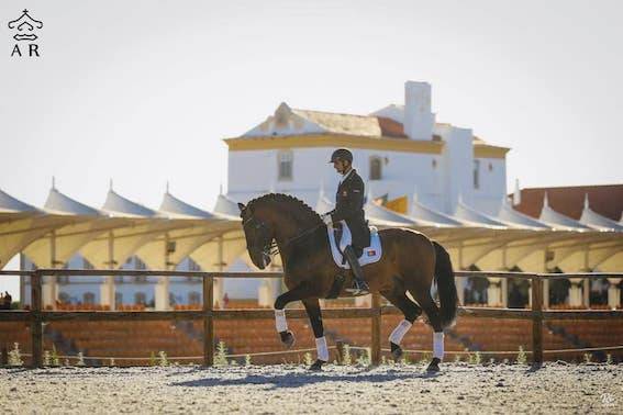 Potro Otra Raza de Poni En venta 2024 Perlino