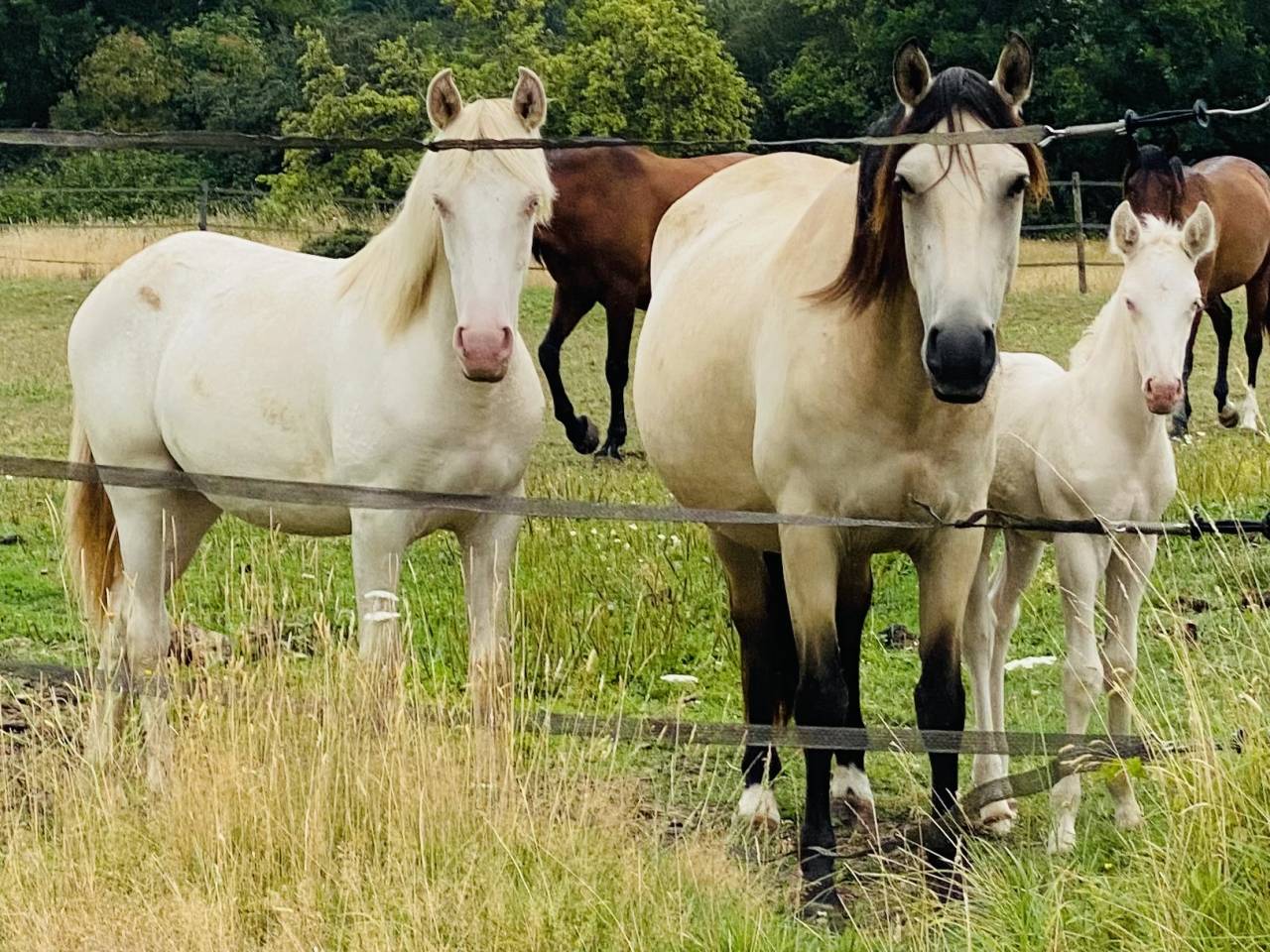 Potro Otra Raza de Poni En venta 2024 Perlino
