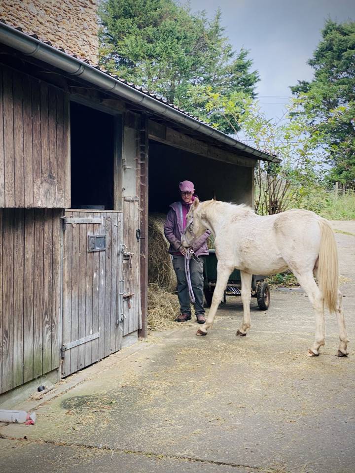 Potro Otra Raza de Poni En venta 2024 Perlino