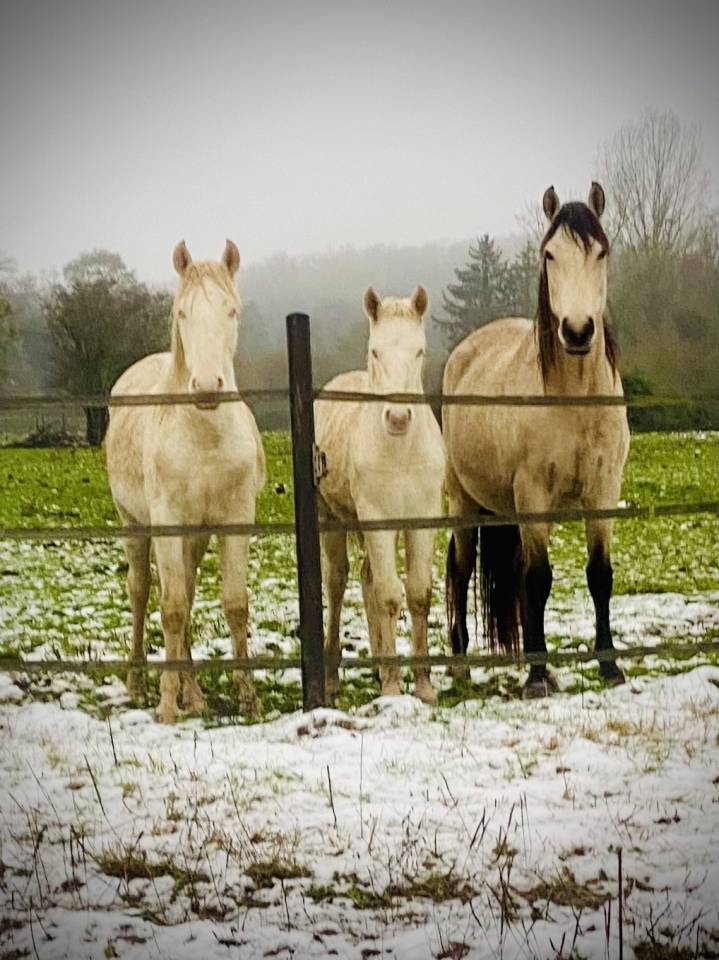 Potro Otra Raza de Poni En venta 2024 Perlino