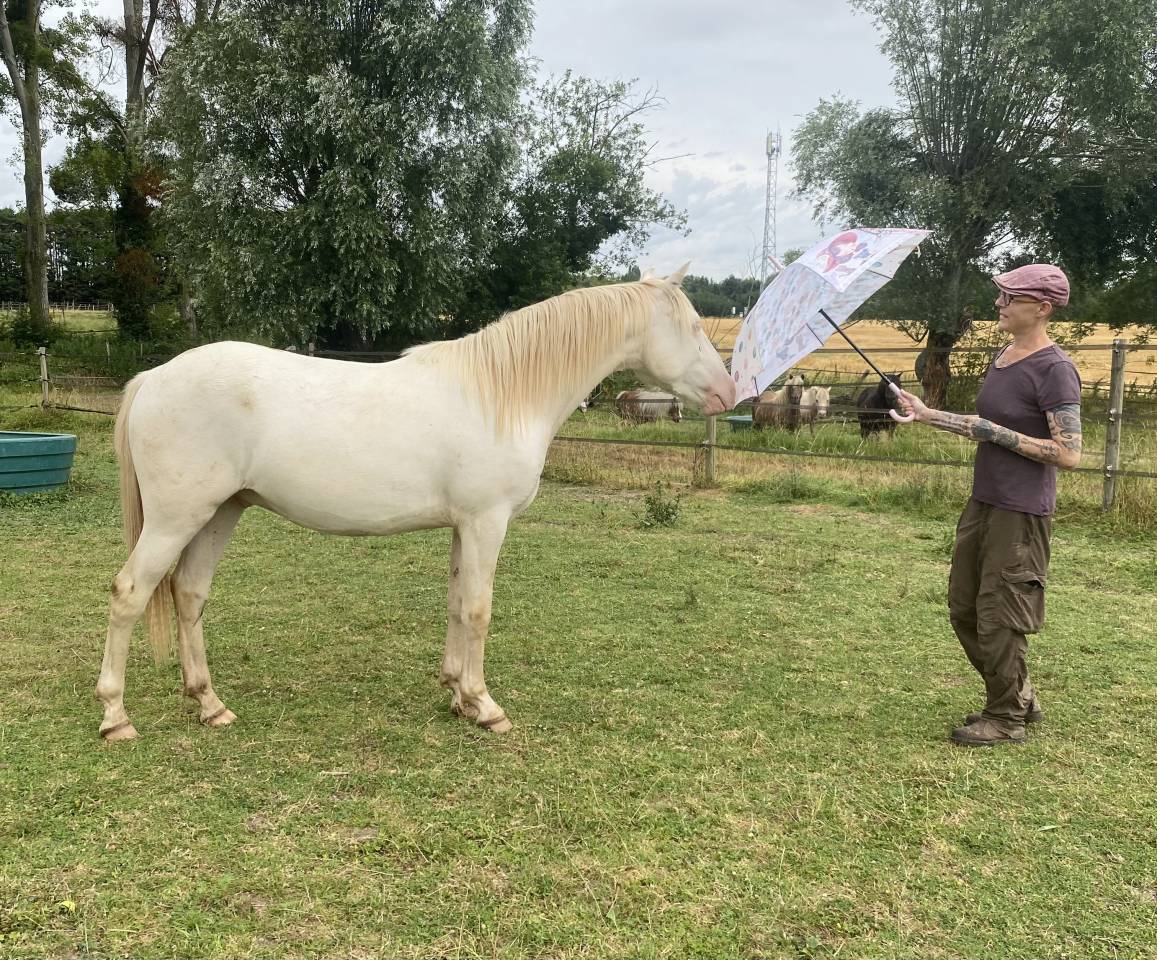 Caballo castrado Otra Raza de Poni En venta 2024 Perlino