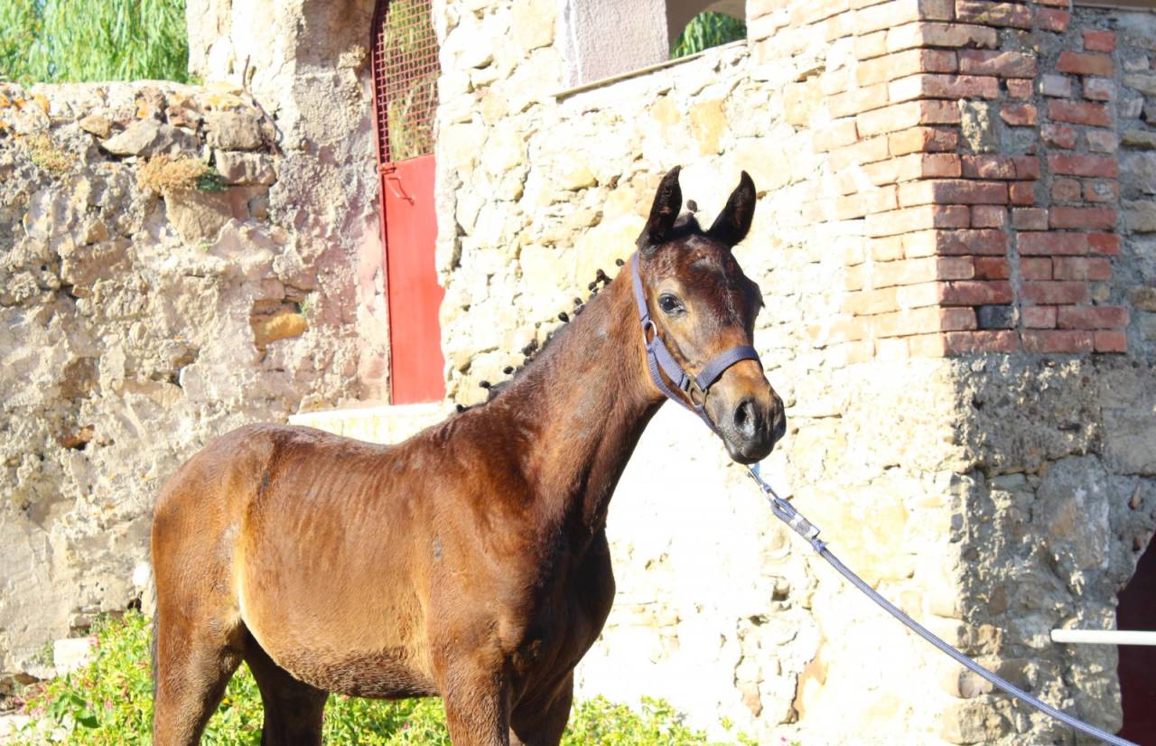 Potro Cheval de Selle Italien En venta 2025 Bayo moreno por CASALITO