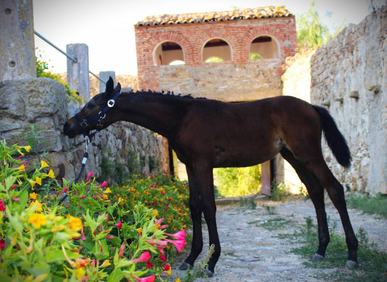 Potro Cheval de Selle Italien En venta 2025 Bayo moreno por CASALITO