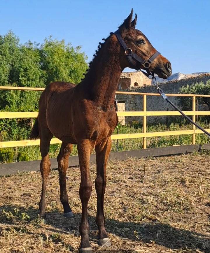 Potro Cheval de Selle Italien En venta 2025 Bayo moreno por CASALITO