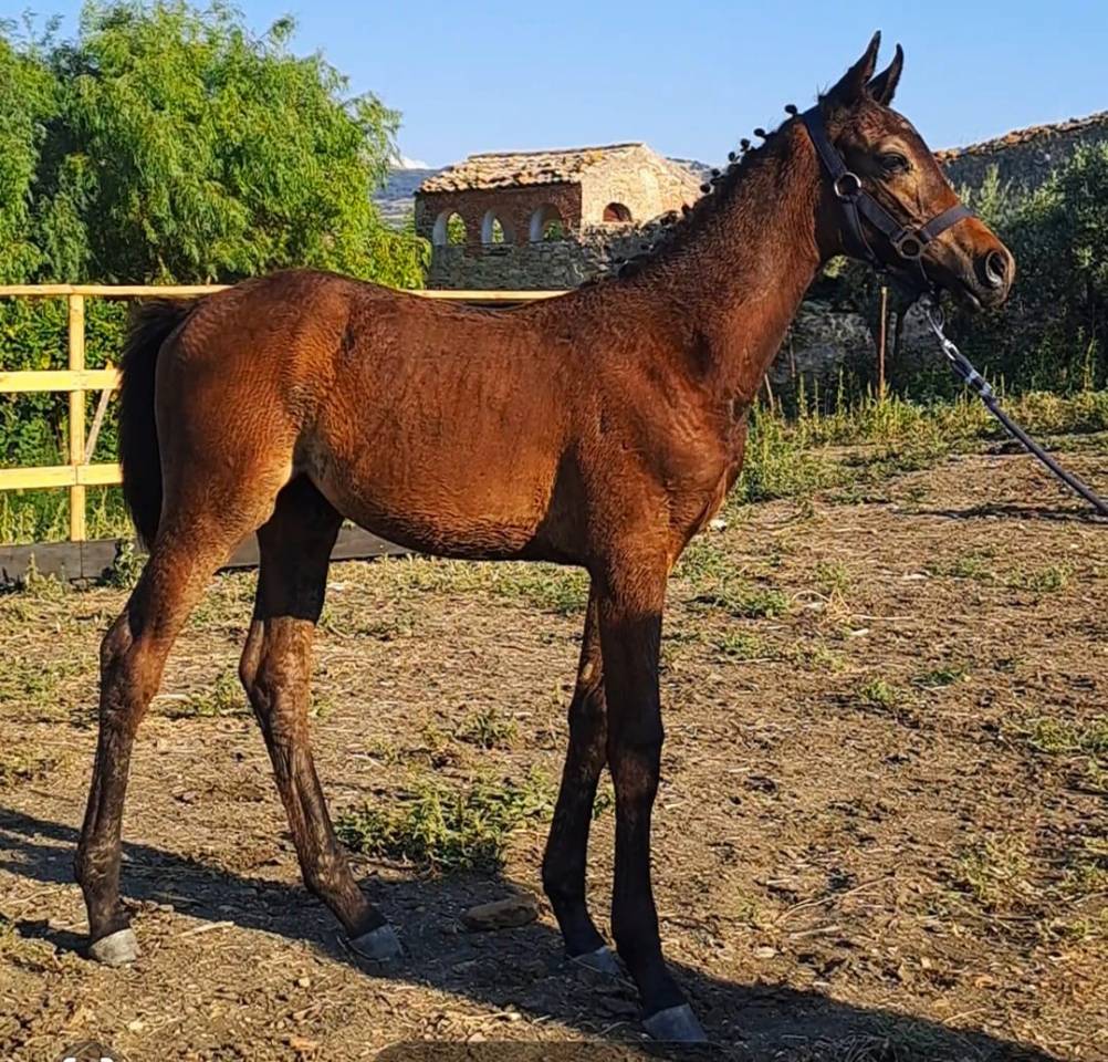 Potro Cheval de Selle Italien En venta 2025 Bayo moreno por CASALITO
