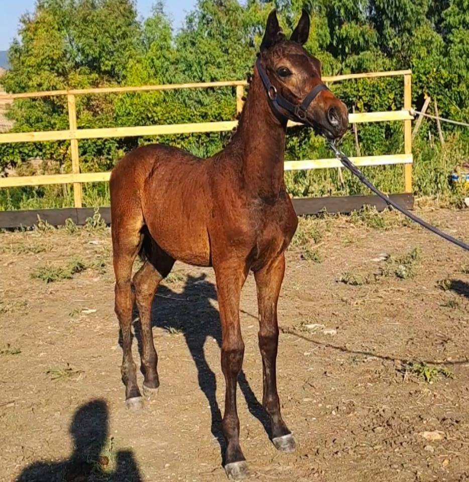 Potro Cheval de Selle Italien En venta 2025 Bayo moreno por CASALITO