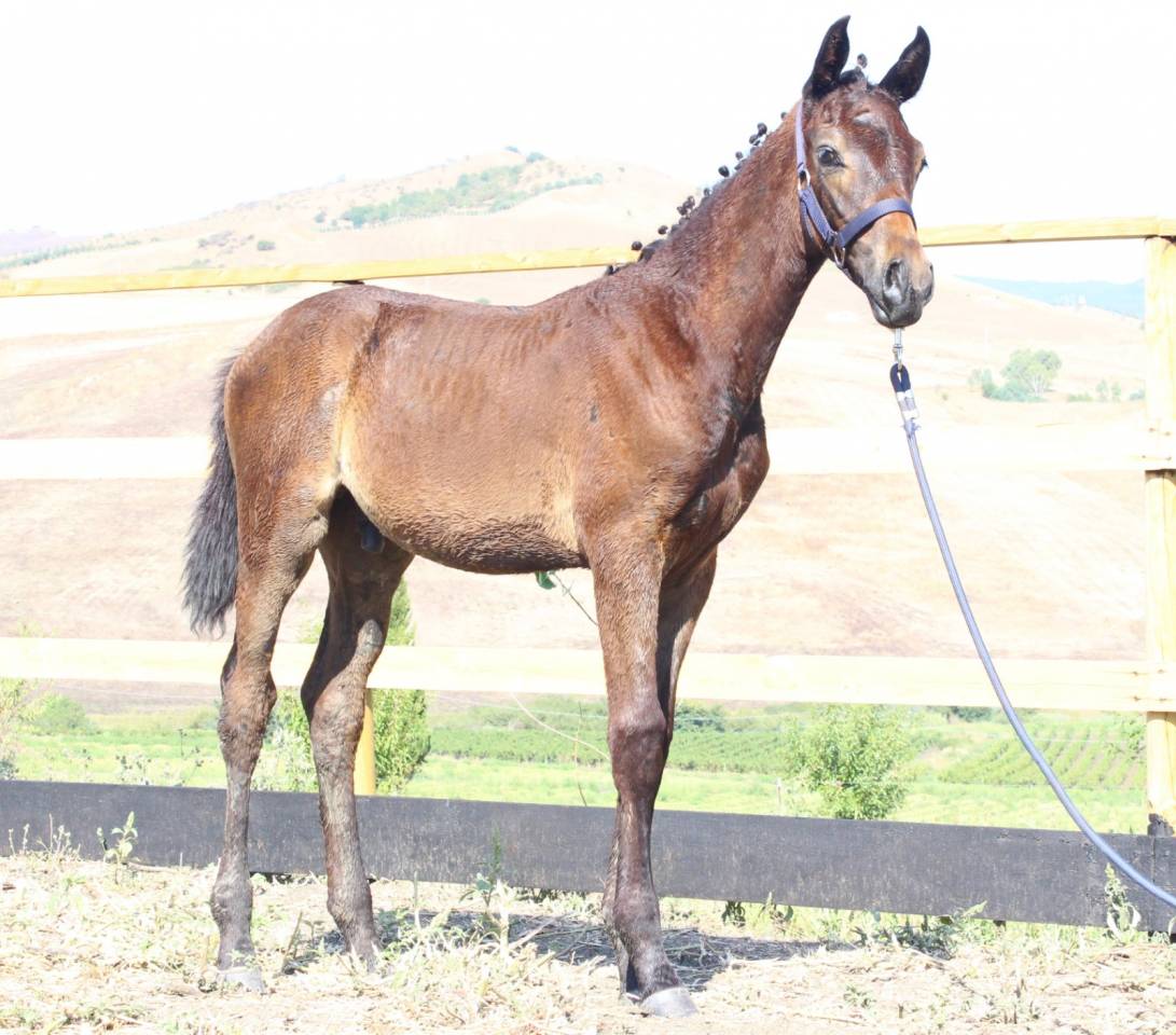 Potro Cheval de Selle Italien En venta 2025 Bayo moreno por CASALITO